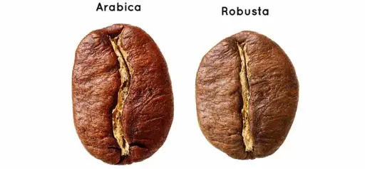INFUZE ROBUSTA A GRADE ROASTED PREMIUM BEANS 